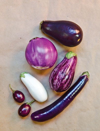 Eggplant varieties