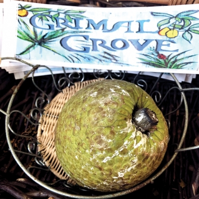 Breadfruit at Grimal Grove