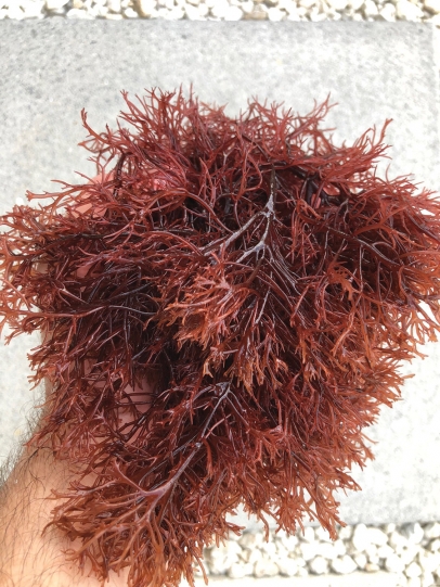 One of the species of seaweed, red macroalgae known scientifically as Agardhiella subulata. 