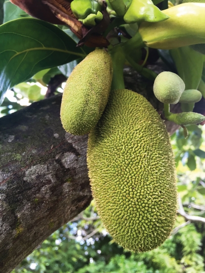 Jackfruit 