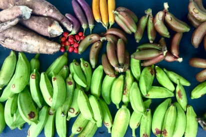 Yuca, plantains and red bananas, squash make up Parkview harvest 