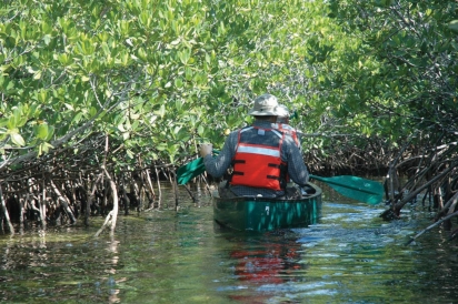 Canoeing in mangroves