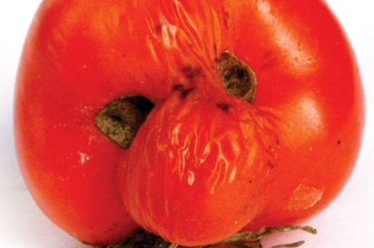 Wise Old Tomato