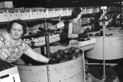Women packing avocados in the Lucerne Packing House, Homestead