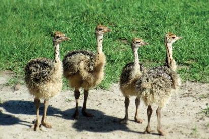 Ostrich chicks at Giraffe Ranch
