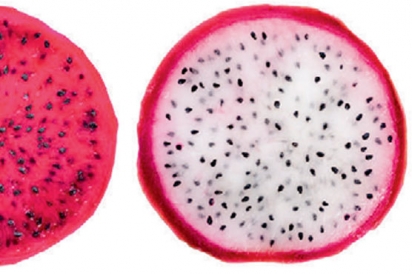 Cross-section of a dragonfruit