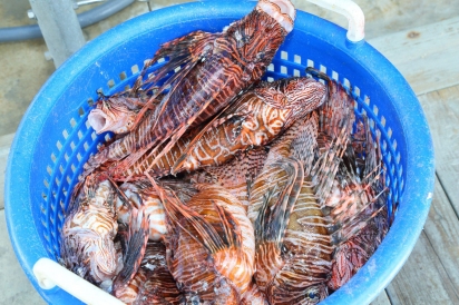 Cleaned lionfish 