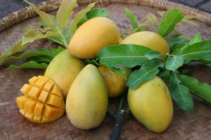 Cambodiana mangos