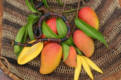 Manilita mango