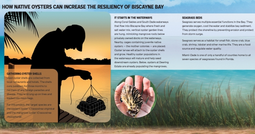 How native oysters can increase the resiliency of Biscayne Bay