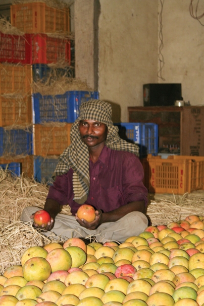 A Jain worker assesses Alphonso mangos before they’re shipped to Dubai.