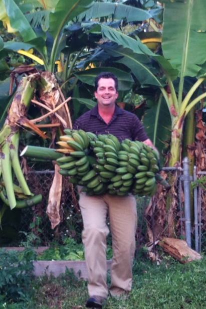  Bunches of bananas are ready to be cut when the top of the bunch starts to turn yellow.