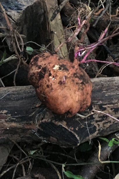 Sweet potato, harvested
