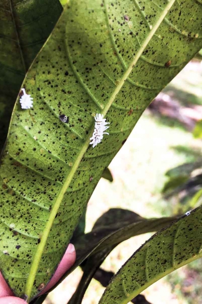  Immature ladybugs on a mango leaf will grow to become good bugs – natural predators.  
