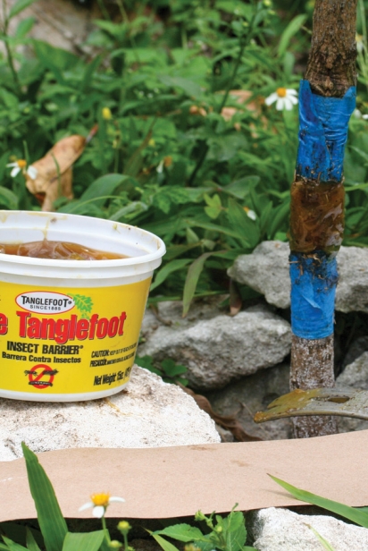 Tanglefoot, a sticky insect barrier, keeps pests from climbing trees. 