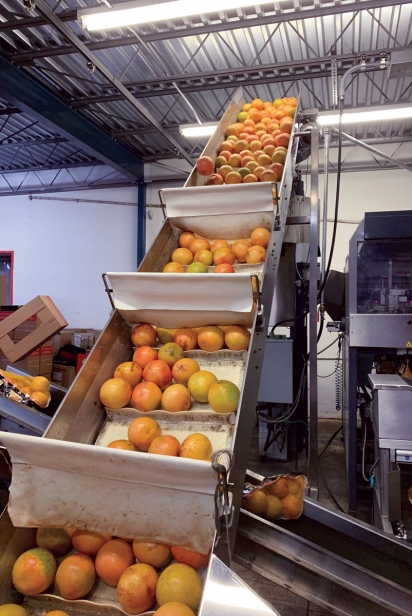 Conveyor belt takes fruits for bagging