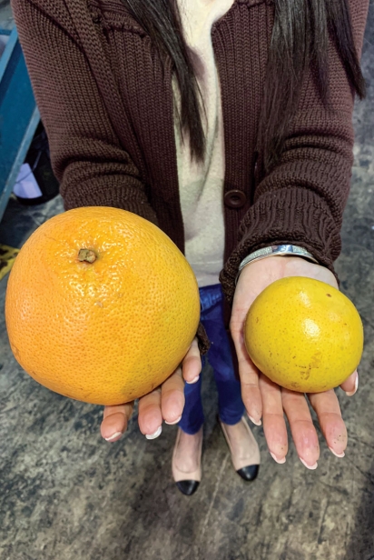 Grapefruit vary greatly in size