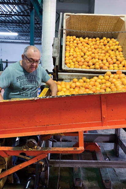 The packing house sorts the fruits by size and quality for delivery