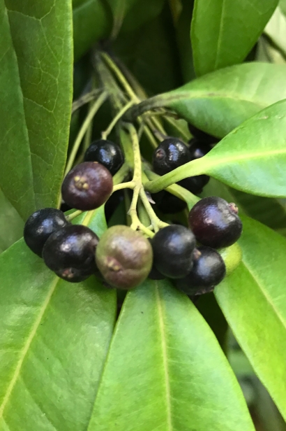 Fresh allspice berries