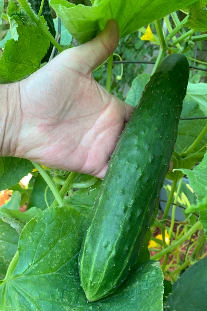 Good year for cucumbers