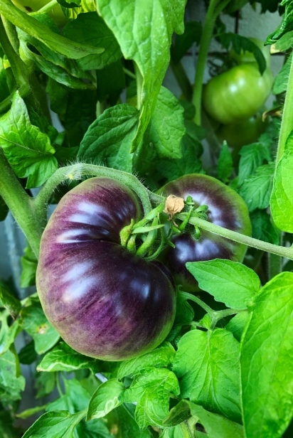 Indigo tomatoes go from deep purple to maroon when ripe