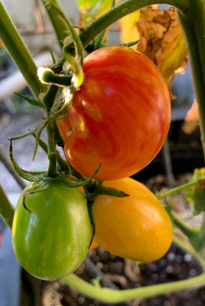 Tomatoes do best in containers
