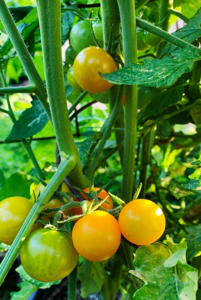 Yellow cherry tomatoes are as sweet as candy