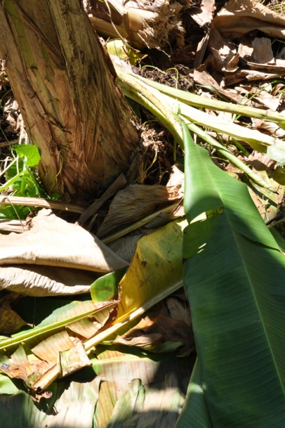 Bananas like organic matter. You can put trimmed banana leaves at the base of the tree.