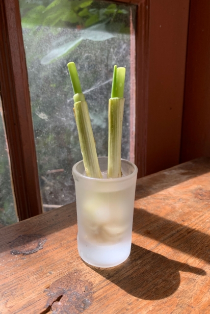 Growing scallions from cut roots