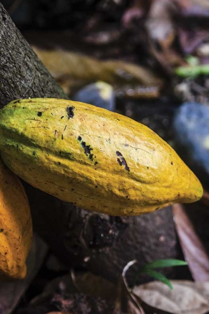 Cacao, an understory plant