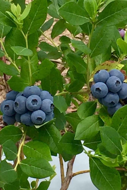  Blueberry varieties grown at Jubilee include Farthing, SuziBlue, Georgia Dawn, Meadowlark, Emerald, IndigoCrisp, Rebel and Star