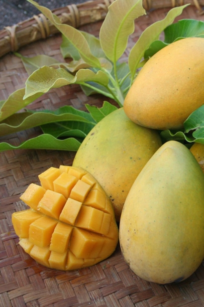 'Cambodiana' mango