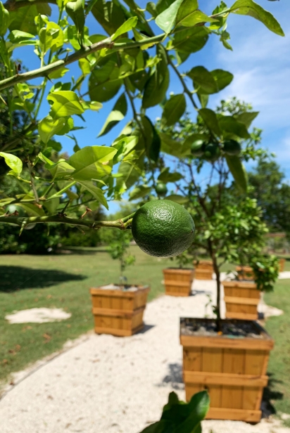 New citrus display at Fruit and Spice Park