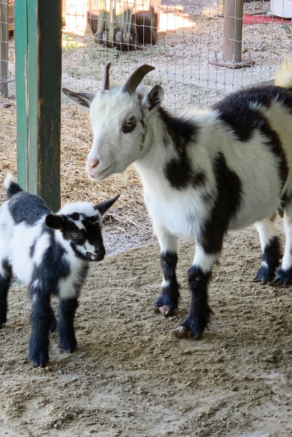 Goats at Natural Chai Farm