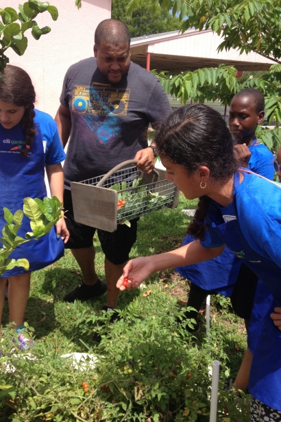 The Education Fund food forest