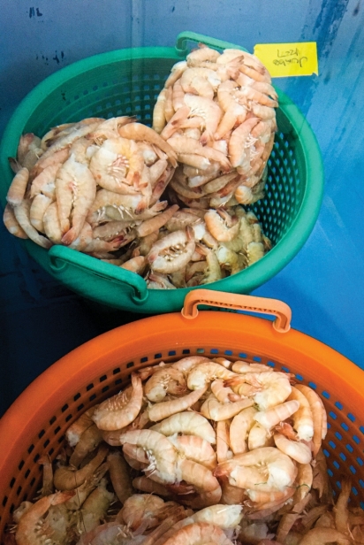 Bags of shrimp for sale at the docks.