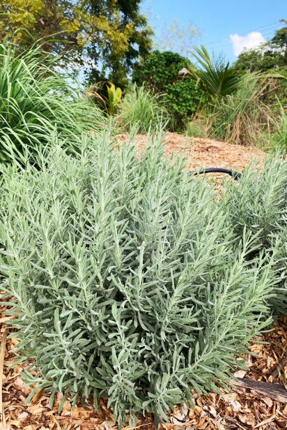 Huge bushes of lavender and rosemary 