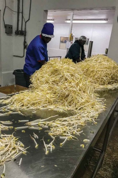 Workers sort through bean sprouts