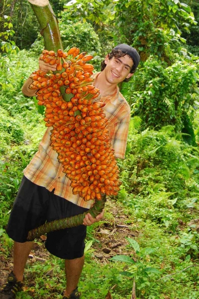 Gabe displays wild orange bananas from Malaita, Solomon Islands