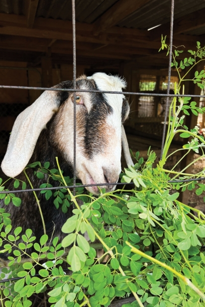Goat at Empower Farms