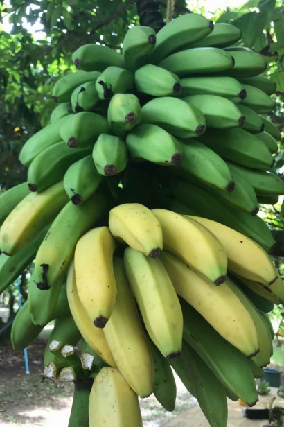 Going Bananas  