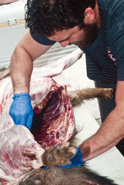 Skinning a boar