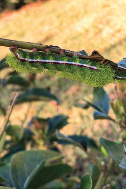 Io moth caterpillar on avocado
