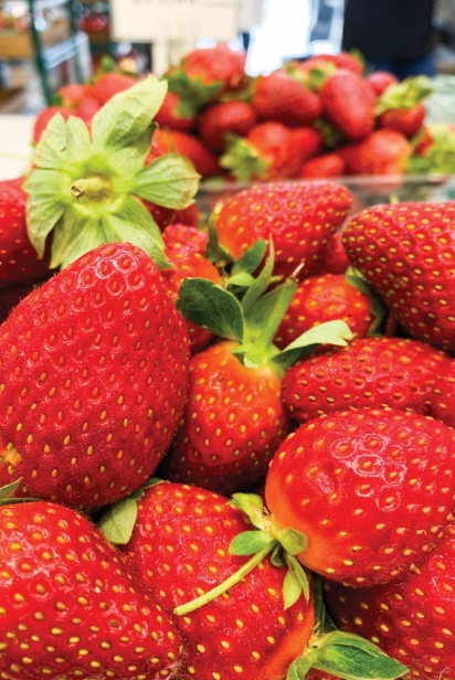 Strawberries at Knaus Berry Farm
