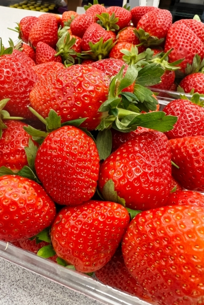Fresh strawberries at Knaus Berry Farm