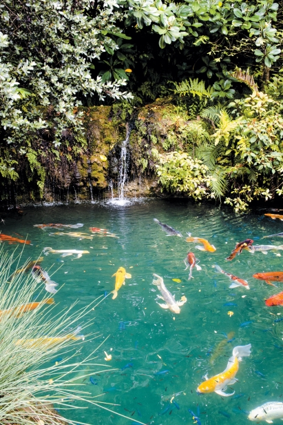 Koi pond at Patch of Heaven
