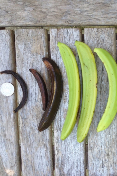 Different stages of curing vanilla pods