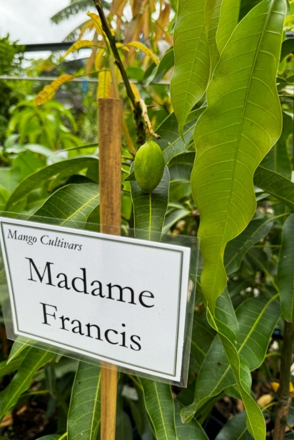 Fruit on a Madame Francis tree