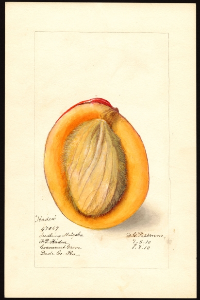 Coconut Grove mango by Deborah Griscom Passmore, 1910