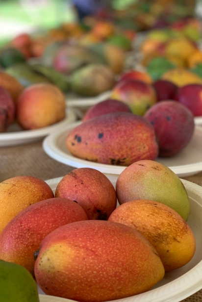 Various cultivars of mangos